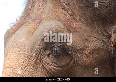 Primo piano dell'occhio di un elefante asiatico Foto Stock