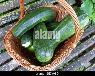 Cestino pieno di zucchine appena raccolte dal proprio giardino, verdure biologiche Foto Stock