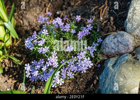Flox strisciante 'Benita', Mossflox (Phlox subulata) Foto Stock