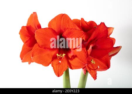 Hippeastrum "cuore rosso", Amaryllis (Hippeastrum x hortorum) Foto Stock