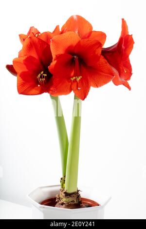 Hippeastrum "cuore rosso", Amaryllis (Hippeastrum x hortorum) Foto Stock