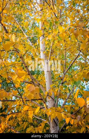 Foglie colorate e luminose su cespugli e alberi in autunno. Foto Stock