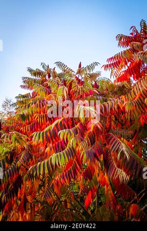 Foglie colorate e luminose su cespugli e alberi in autunno. Foto Stock