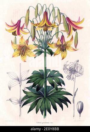 Lilium canadense - Annales de la Société royale d’Agriculture et de Botanique de Gand, Journal d’orticoltura di Charles Morren.
