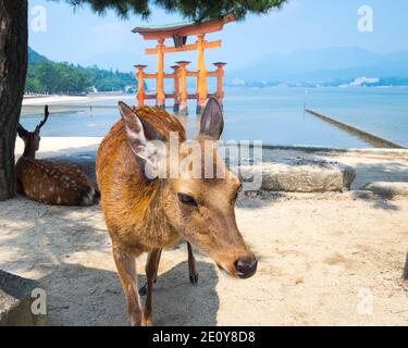 Una femmina di sika cervo (Cervus nippon) nella parte anteriore della floating gate torii al santuario di Itsukushima sull'isola di Miyajima, Prefettura di Hiroshima, Giappone. Foto Stock