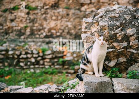 Terracina, Italia. Gatto riposante sulla stretta Old Italian Street Foto Stock