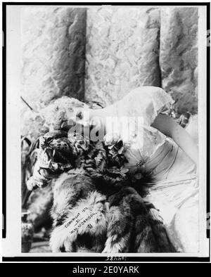 Lillian Russell, tre quarti di lunghezza verticale, seduto, leggermente rivolta verso sinistra sinistra pendente sulla testa di tiger & pelle Foto Stock