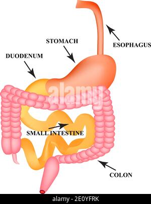 Organi del tratto gastrointestinale. Esofago, stomaco, duodeno, intestino tenue, colon. Digestione. Infografiche. Illustrazione vettoriale su isolato Illustrazione Vettoriale