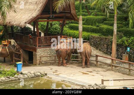 Un elefante di Sumatran allo Zoo di Bali. Due elefanti stanno godendo la loro giornata insieme. Gli elefanti si trovano sull'isola di Sumatra. Elefanti in Indoni Foto Stock