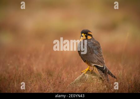 Aplomada falcon, Falco femoralis, captive in scrub a secco Foto Stock