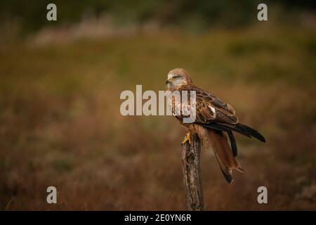 Red Kite, Milvus Milvus arroccato su sfondo autunnale Foto Stock