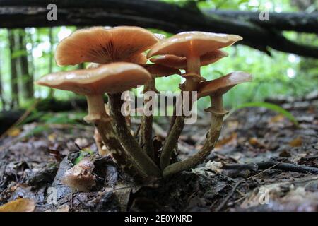 Una famiglia di agarici miele in una foresta selvaggia tra foglie cadute Foto Stock
