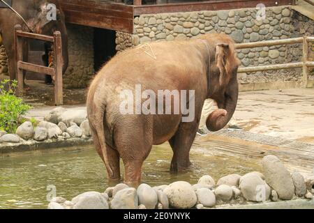 Un elefante di Sumatran allo Zoo di Bali. Foto Stock