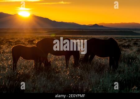 Silhouette di cavalli selvaggi del Namib che pascolano contro il sole che tramonta. Foto scattata a Garub Foto Stock