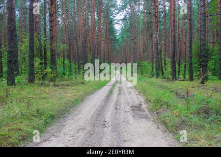 Strada sterrata in una pineta Foto Stock