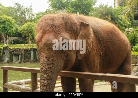 Elefante Sumatran a Bali, Indonesia, in pericolo critico. Foto Stock