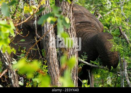 Elefanti africani selvatici nella macchia africana naturale. Foto Stock