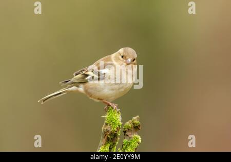 Chaffinch. Nome scientifico: Fringilla coelebs. Singolo, femmina comune chaffinch rivolto verso la parte anteriore sul ramo coperto di muschio. Sfondo pulito. Foto Stock