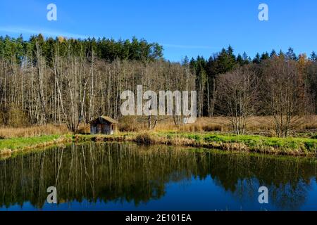 Laghetto di pesci nella Valle dell'Anhauser, vicino ad Anhausen, Augsburg parco naturale foreste occidentali, perenni, Svevia, Baviera, Germania, Europa Foto Stock