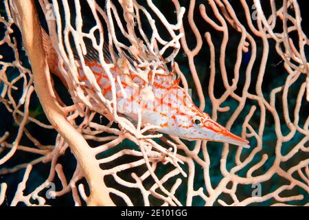 Fieno di fieno di Longnose (Oxycirrhites typus) su corallo di corno, Mar Rosso, Egitto, Africa Foto Stock