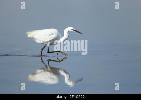 Little egret (Egretta garzetta) uccello adulto che cammina in una laguna poco profonda, Lincolnshire, Inghilterra, Regno Unito, Europa Foto Stock