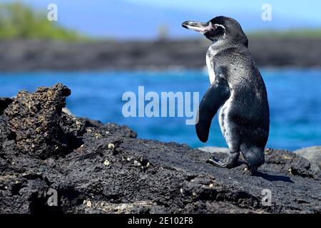 Galapagos Penguin (Speniscus mendiculus) che si trova sulla roccia lavica, Isabela Island, Galapagos, Ecuador, Sud America Foto Stock