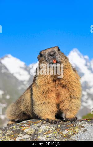 Marmotta alpina (Marmota marmota), marmotta alpina, di fronte al Großglockner, Austria, Europa Foto Stock