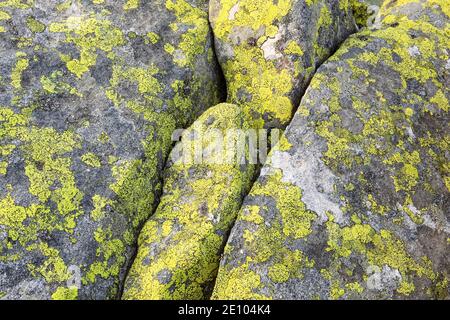 Licheni sulla roccia nelle Alpi svizzere Foto Stock