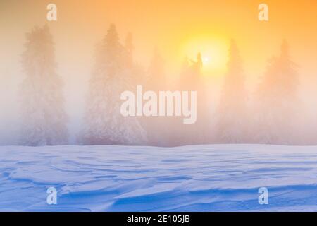 Foresta invernale in nebbia, Svizzera, Europa Foto Stock