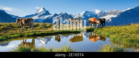 Mucche di fronte a Schreckhorn, 4078 m, Berna, Svizzera, Europa Foto Stock