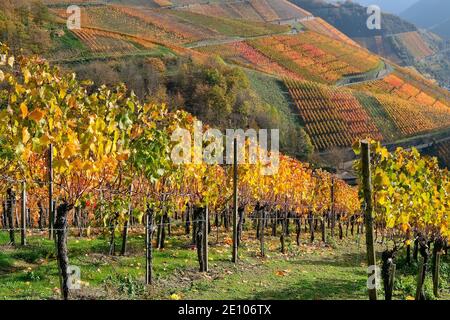 Colorata atmosfera d'autunno nei vigneti della valle dell'Ahr, Renania-Palatinato, Germania, Europa Foto Stock