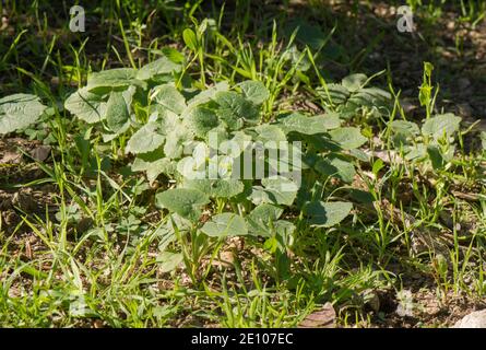 Giovani piante di onestà annuale (Lunaria annua) che crescono in giardino selvatico. Spagna. Foto Stock