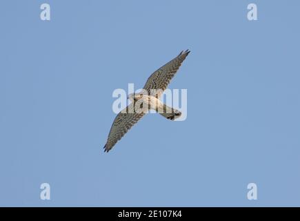 Gheppio comune, Falco tinnunculus, Andalusia, Spagna. Foto Stock