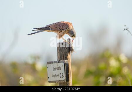 Gheppio comune, Falco tinnunculus, maschio adulto, con una preda, arroccato sul segno della riserva naturale, Andalusia, Spagna. Foto Stock