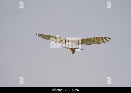 Gheppio comune, Falco tinnunculus, hoovering alla ricerca di preda, Andalusia, Spagna. Foto Stock