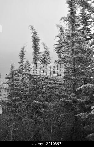 Alberi di cedro in inverno Foto Stock