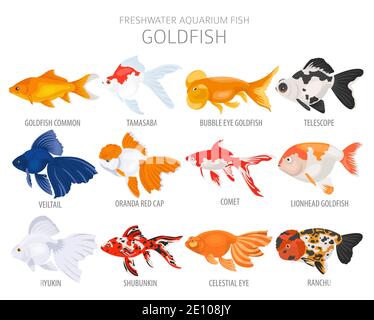 Pesce d'oro. Acquario d'acqua dolce icona di pesce Set stile piatto isolato su bianco. Illustrazione vettoriale Illustrazione Vettoriale