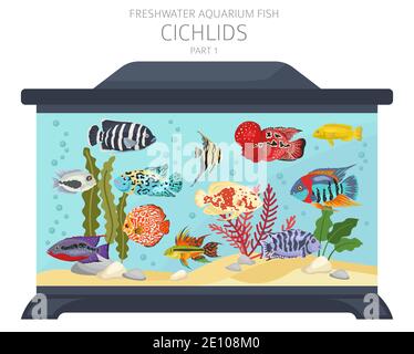 Pesce cichlidi. Acquario d'acqua dolce icona di pesce Set stile piatto isolato su bianco. Illustrazione vettoriale Illustrazione Vettoriale