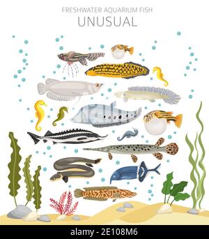 Pesce insolito. Acquario d'acqua dolce icona di pesce Set stile piatto isolato su bianco. Illustrazione vettoriale Illustrazione Vettoriale