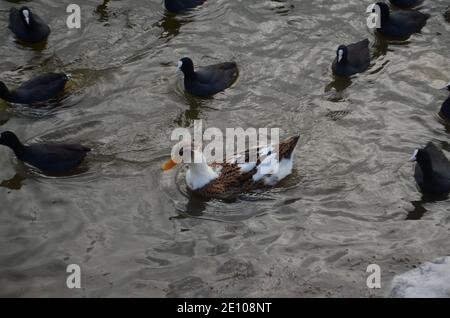 anatre e cormorani che nuotano nel lago Foto Stock