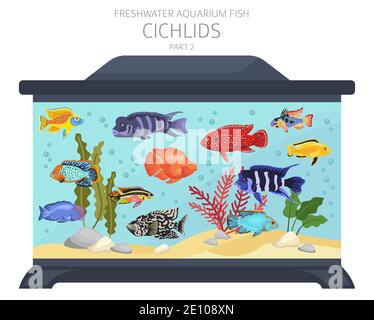 Pesce cichlidi. Acquario d'acqua dolce icona di pesce Set stile piatto isolato su bianco. Illustrazione vettoriale Illustrazione Vettoriale