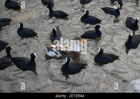 anatre e cormorani che nuotano nel lago Foto Stock