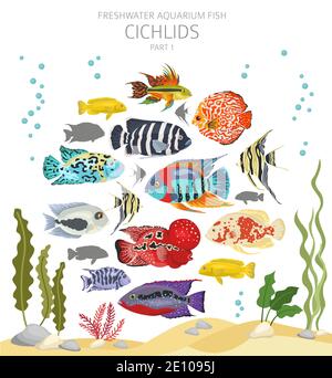 Pesce cichlidi. Acquario d'acqua dolce icona di pesce Set stile piatto isolato su bianco. Illustrazione vettoriale Illustrazione Vettoriale