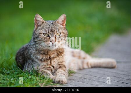 Tabby gatto in giardino Foto Stock