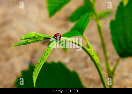 un ladybug rosso brillante strisciando su una foglia verde contro lo sfondo della sabbia della spiaggia Foto Stock