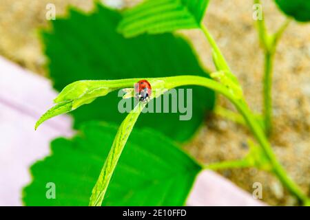 un ladybug rosso brillante strisciando su una foglia verde contro lo sfondo della sabbia della spiaggia Foto Stock