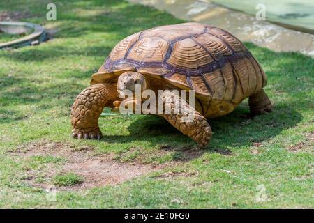 Tartaruga scanalata marrone, Tartaruga spurrata africana o Geochelone sulcata strisciando lentamente sulla prateria Foto Stock