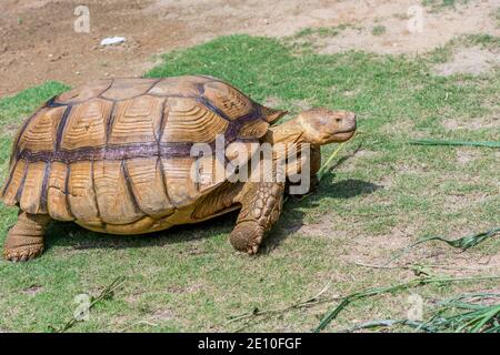 Tartaruga scanalata marrone, Tartaruga spurrata africana o Geochelone sulcata strisciando lentamente sulla prateria Foto Stock