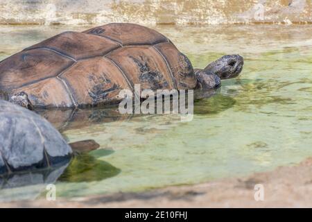 Tartaruga bruna scanalata, tartaruga africana spurred o sulcata Geochelone che nuotano lentamente in uno stagno nello zoo Foto Stock