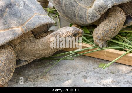 Galapagos tartaruga gigante, Chelonoidis galapagoensis, mangiare foglie verdi in zoo Foto Stock